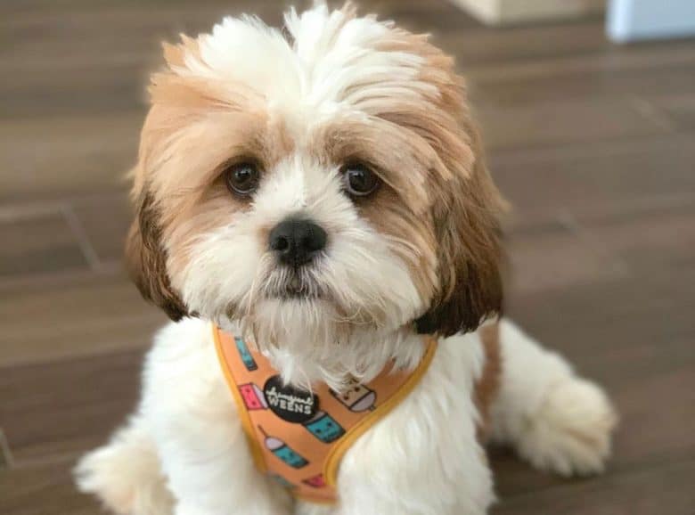Cavalier King Charles Spaniel and Shih Tzu mix dog portrait