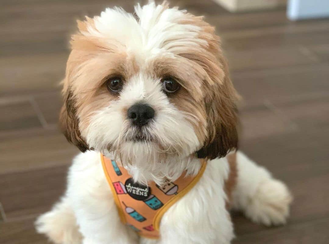 All the things you should know about the Shih Tzu mixes K9 