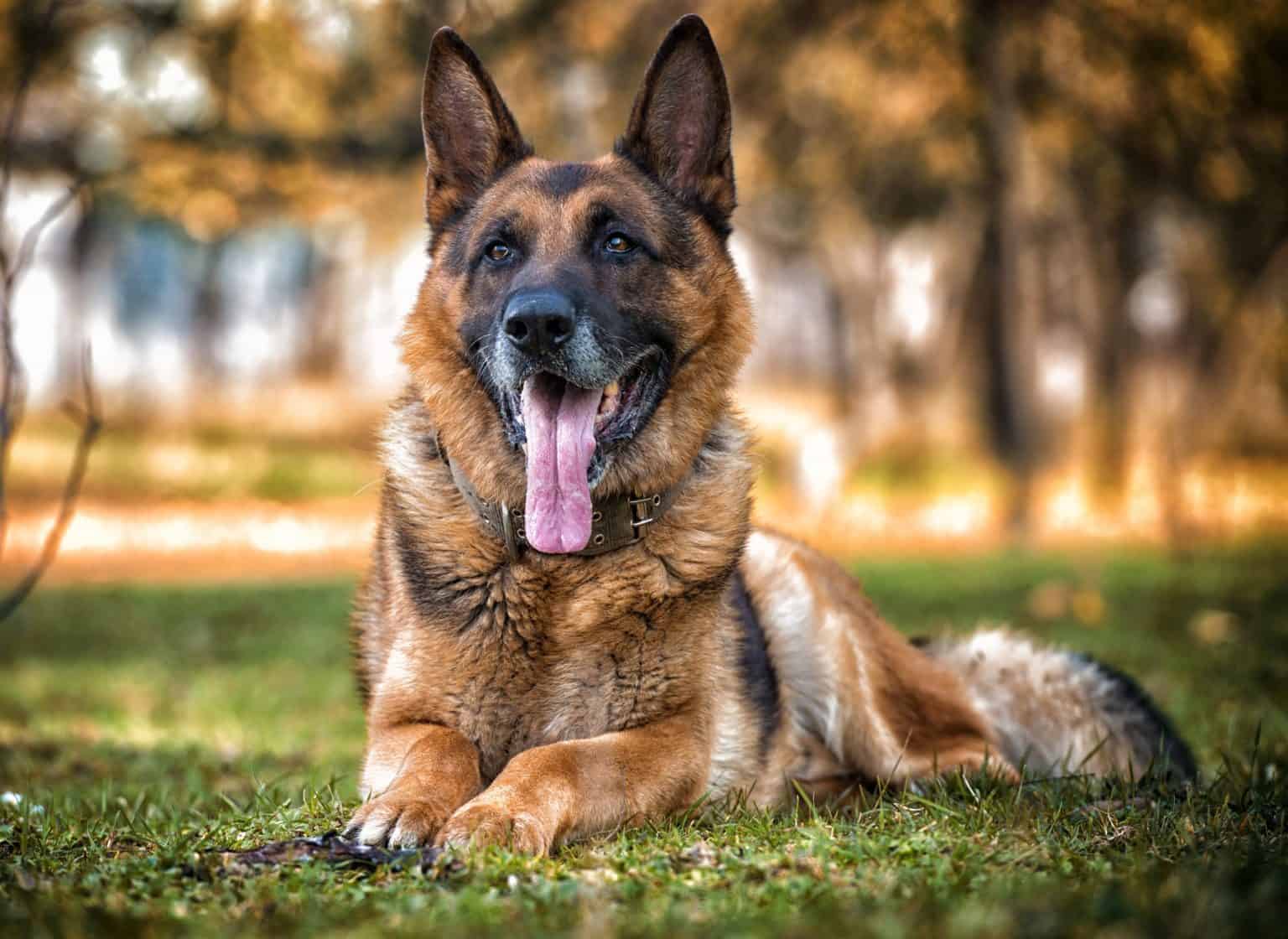 The German Shepherd Life Span and all you need to know - K9 Web