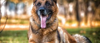 Cheerful German Shepherd relaxing in a park