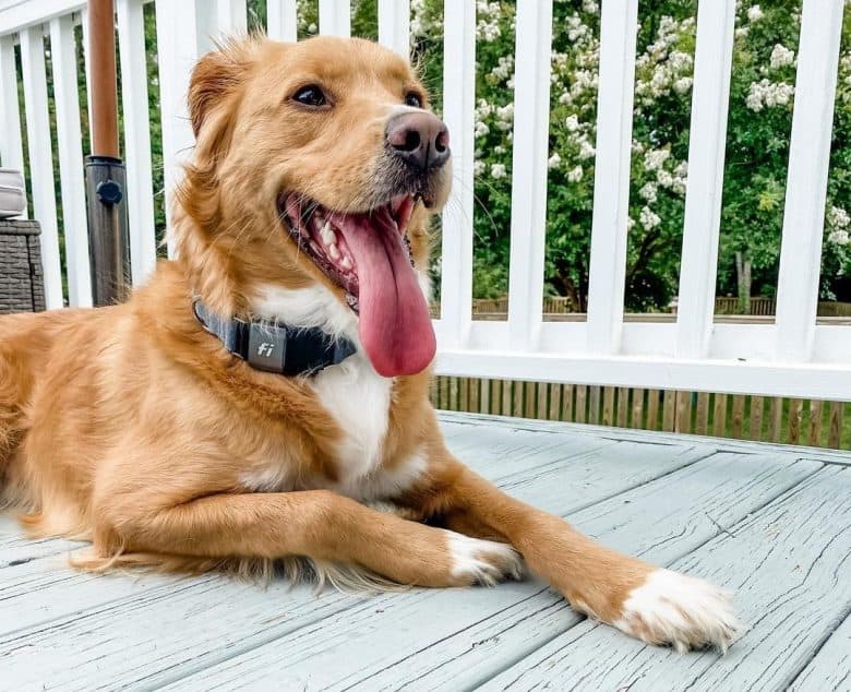 a smiling Golden Shepherd laying on the patio