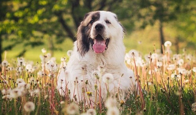 Cheerful Great Pyrenees dog enjoying the nature