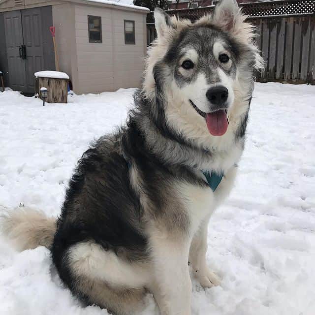 Cheerful Husky Poodle Mix playing snow