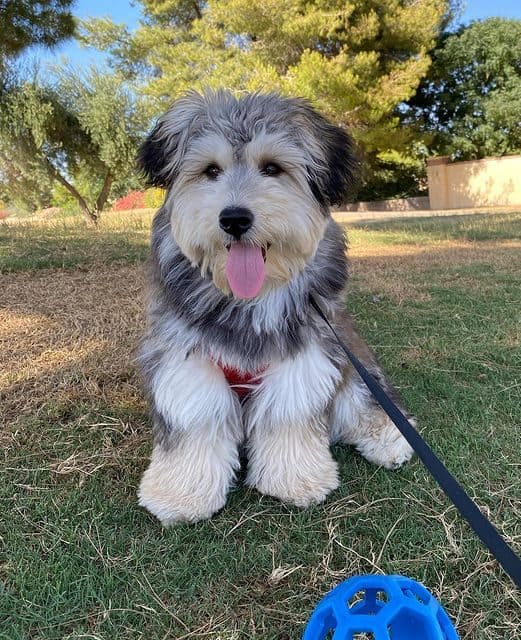 Husky sales maltipoo mix