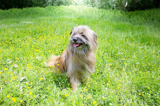 Cheerful Pyrenean Shepherd enjoying the flowery grass