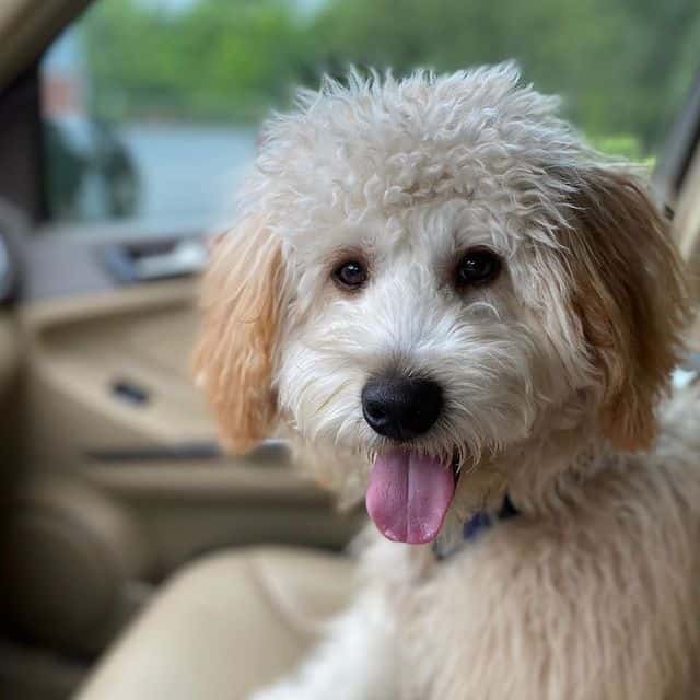 Cheerful Whoodle pose