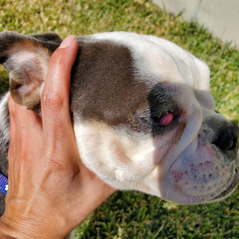 Cherry eye on an English Bulldog