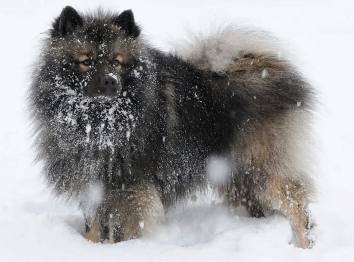 A Chien Loup loving the snow