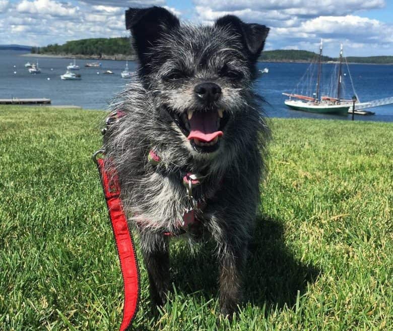 Chihuahua Affenpinscher mix dog posing near the sea
