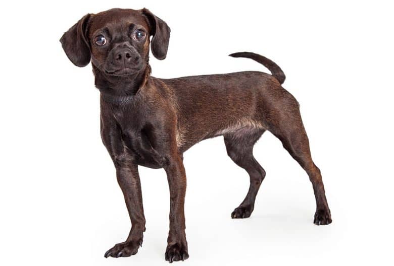 Chihuahua and Beagle mix dog portrait