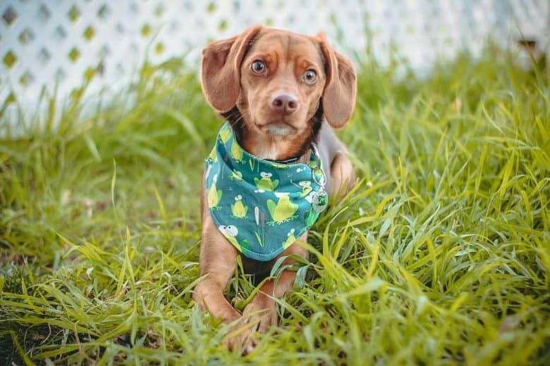 Chihuahua and Beagle mix dog lying on the grass