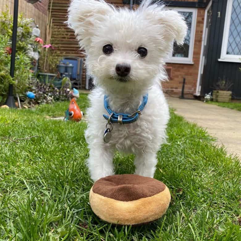 Cute Chihuahua Bichon Frise mix dog with a doughnut toy