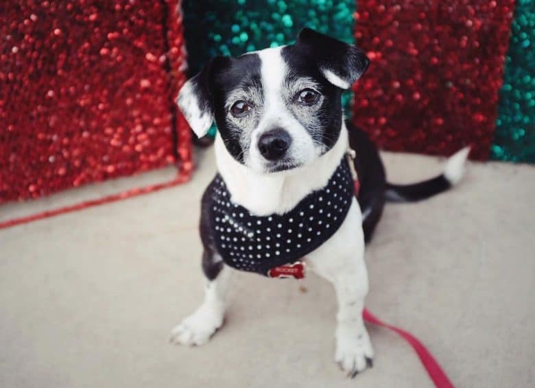 Chihuahua Boston Terrier mix dog