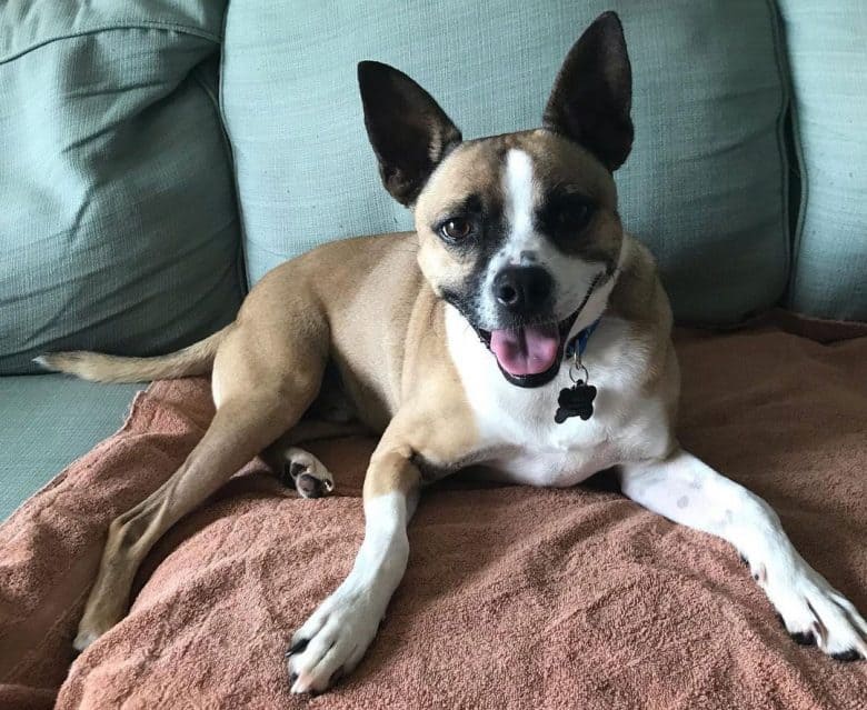 Chihuahua Boxer mix dog lying on the sofa