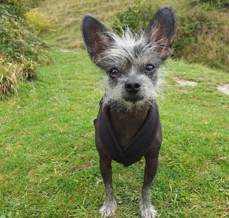 Chihuahua Chinese Crested mix dog exploring the hills