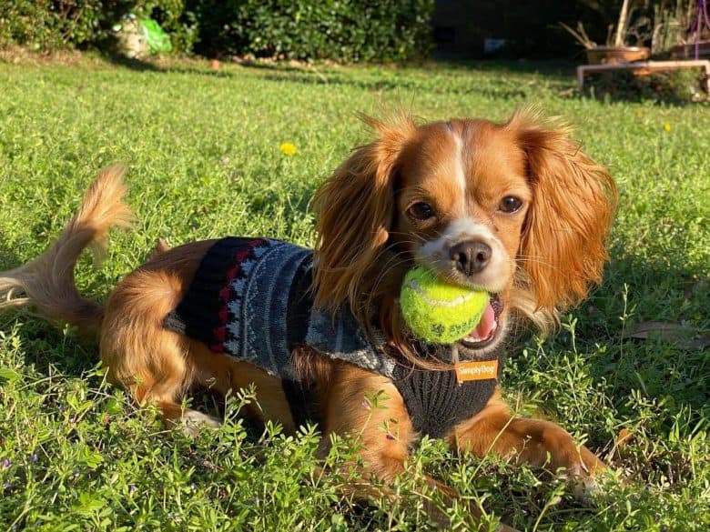 Chihuahua Cocker Spaniel mix dog chewing tennis ball