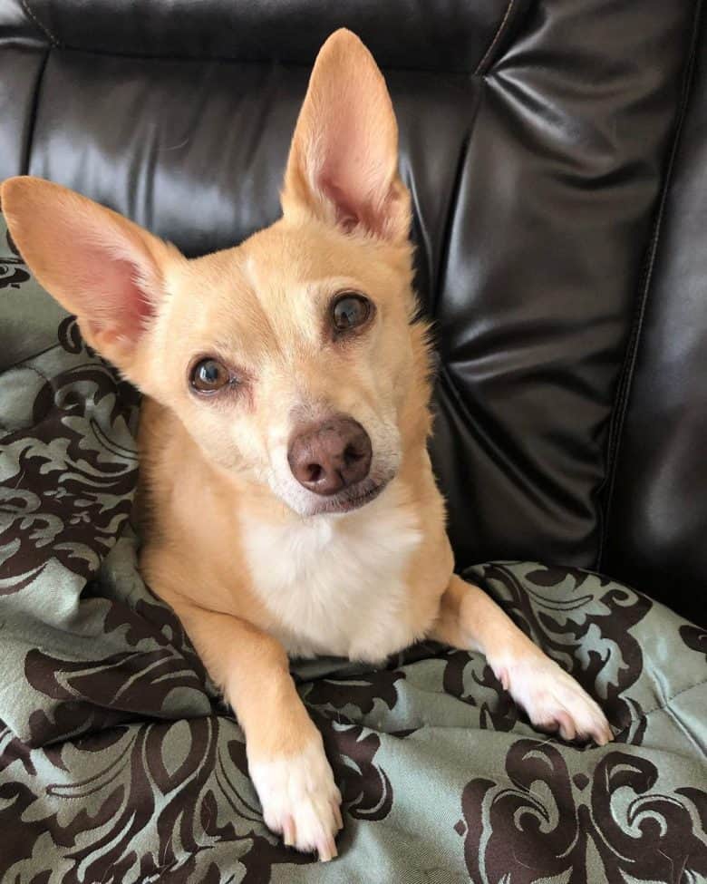 Chihuahua Corgi mix dog lying on the couch