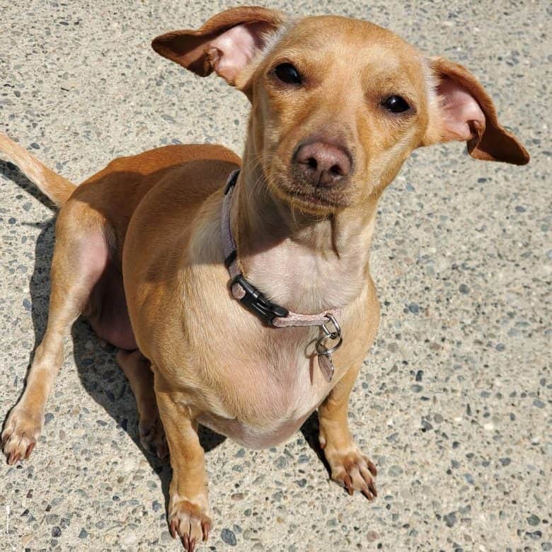 Chihuahua and Dachshund mix dog