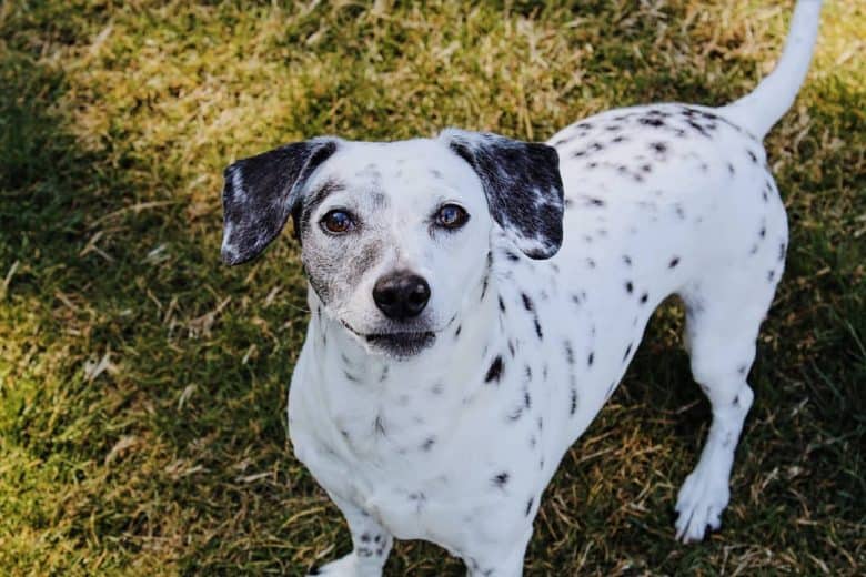 Chihuahua Dalmatian mix dog waiting for a treat