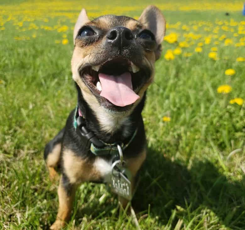 Chihuahua and French Bulldog mix dog excited for treat