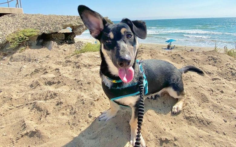 Chihuahua German Shepherd mix dog on the beach