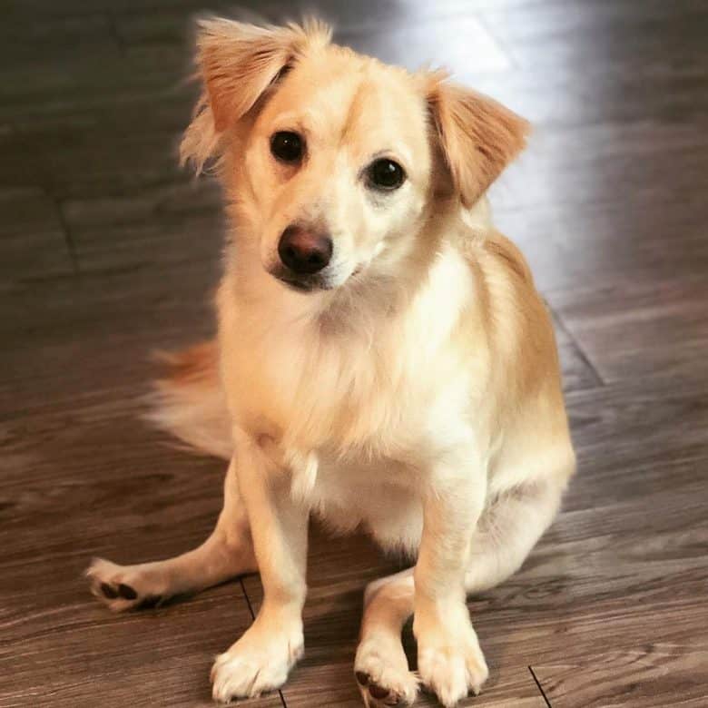 Chihuahua Golden Retriever mix dog sitting on the floor