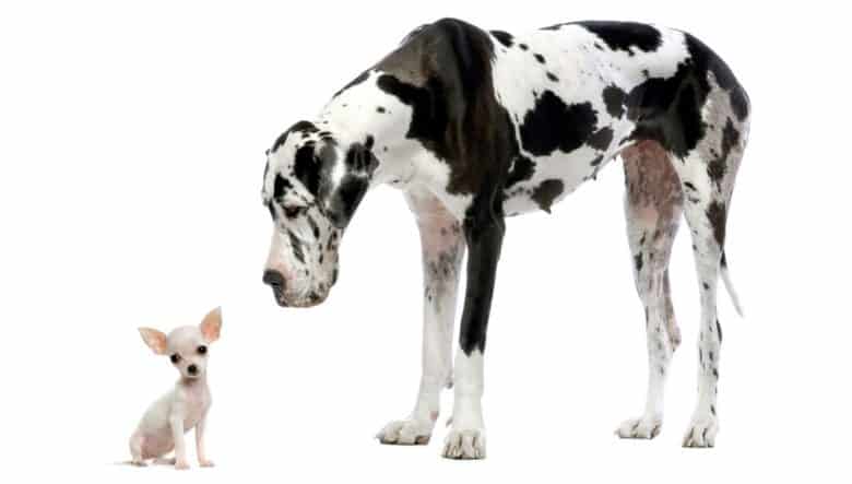 Tiny Chihuahua and giant Great Dane dog portrait