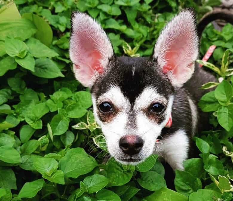 Chihuahua Husky mix dog portrait