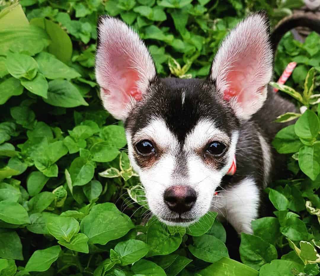 Chihuahua Mixes 30 Different Chihuahua Crossbreeds K9 