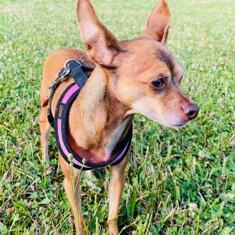 Chihuahua Italian Greyhound mix dog standing on the meadow