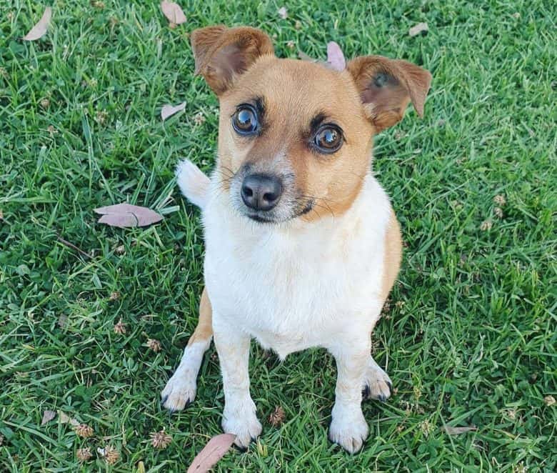 Chihuahua Jack Russell Terrier mix dog waiting for a treat