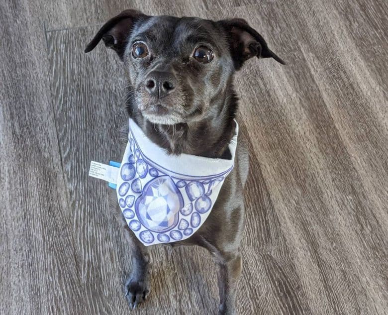 Chihuahua and Labrador Retriever mix dog wearing scarf