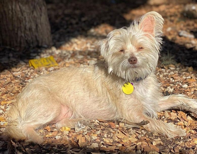 Chihuahua Lhasa Apso mix dog lying under the sun