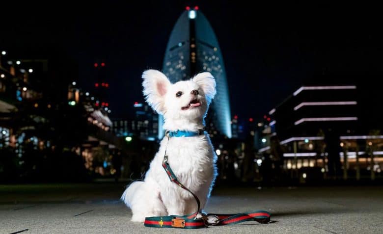 Chihuahua Maltese mix dog in a cityscape background