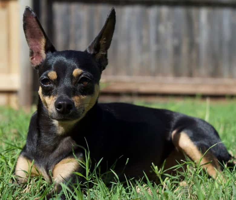Chihuahua and Miniature Pinscher mix dog lying on the grass