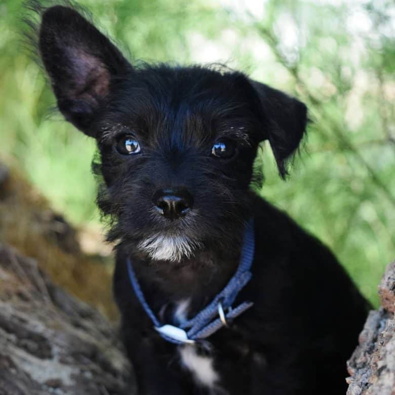 Chihuahua Miniature Schnauzer mix dog