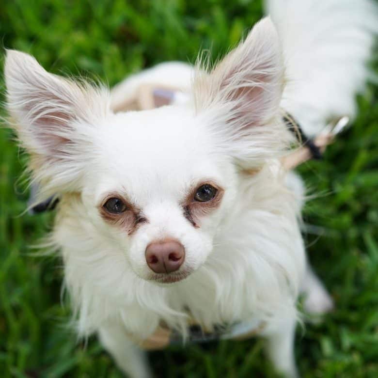 Chihuahua and Papillon mix dog