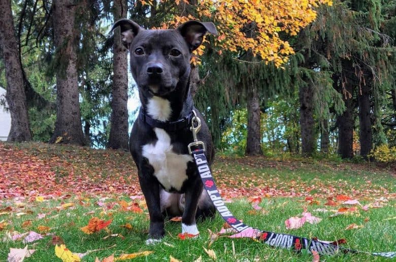 Chihuahua and Pitbull mix dog sitting on the fallen autumn leaves