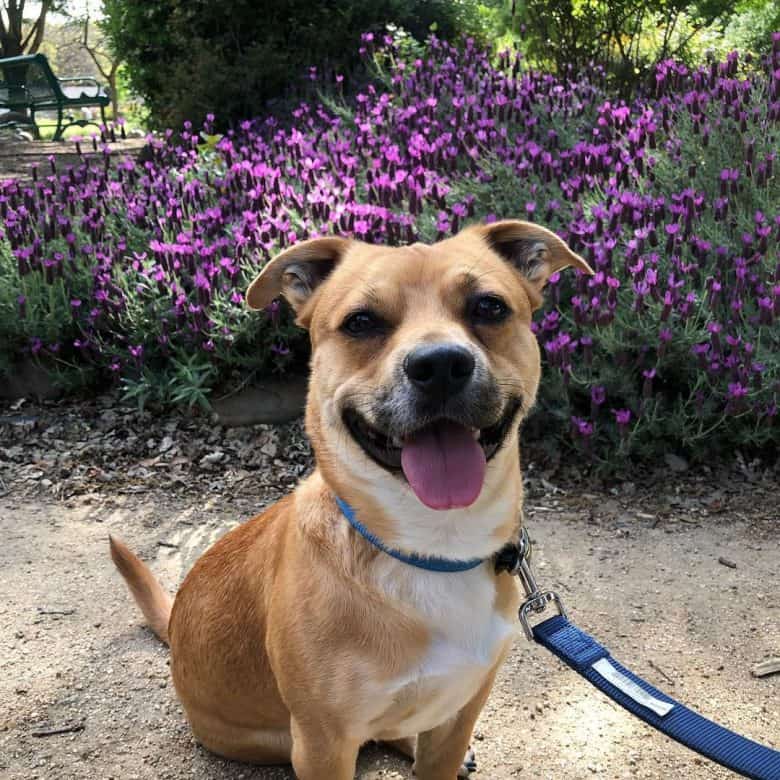 Chihuahua and Pitbull mix dog sitting near the flower garden
