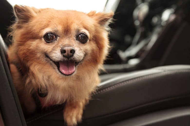 Chihuahua and Pomeranian mix dog inside the car