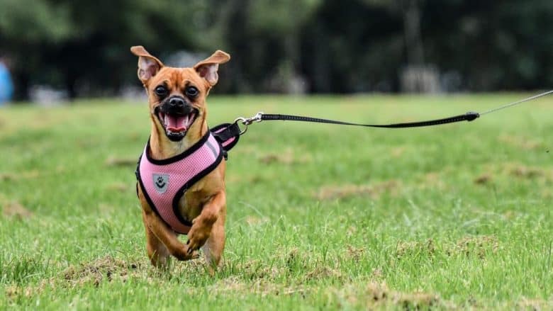 Chihuahua and Pug mix running in the field