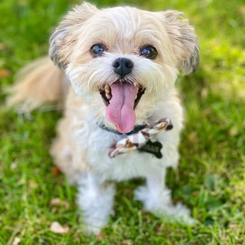 Chihuahua and Shih Tzu mix dog excited for food