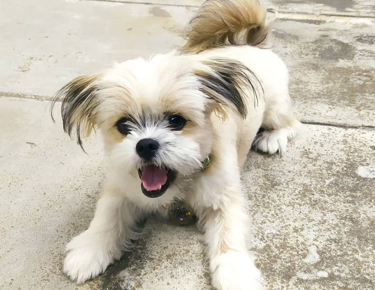 Shih Tzu Mixes 36 Different Shih Tzu Crossbreeds K9 