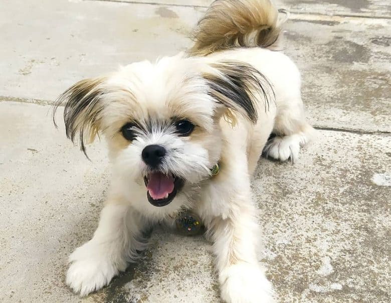 Chihuahua and Shih Tzu mix dog barking outside