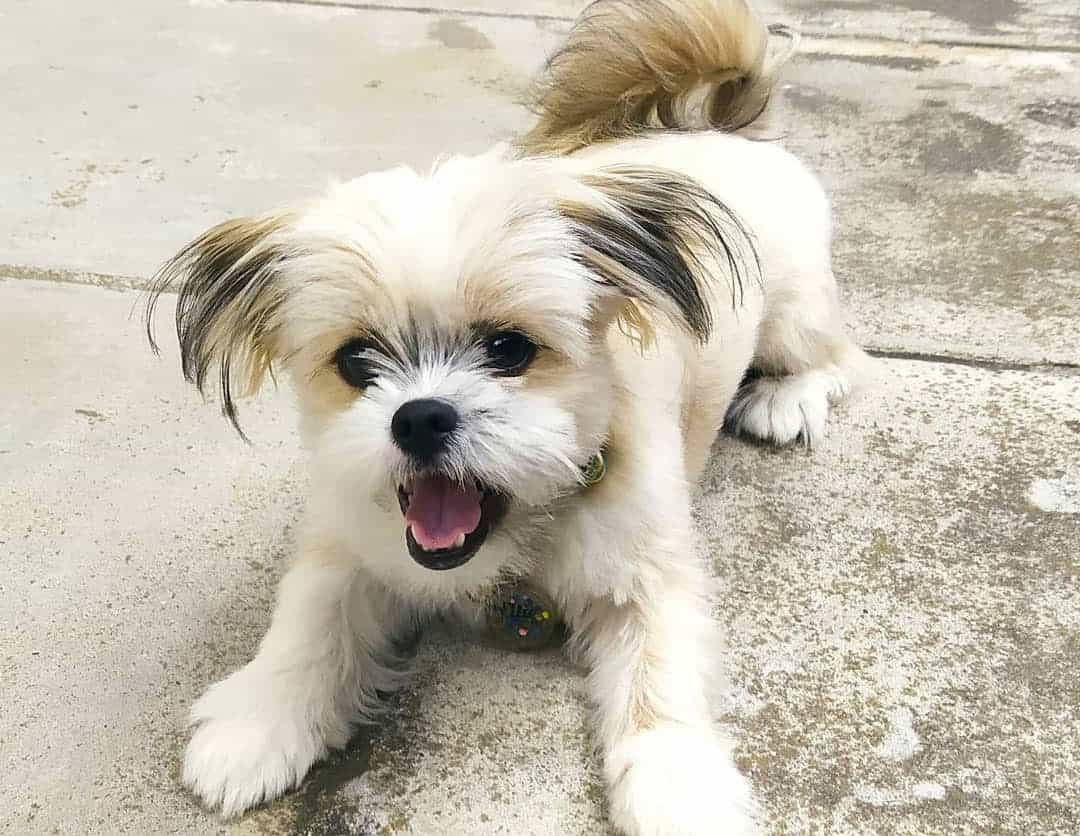 Shih Tzu Mixes 36 Different Shih Tzu Crossbreeds K9 Web