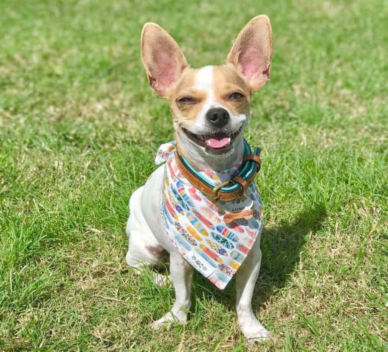 Chihuahua and Terrier mix dog wearing scarf