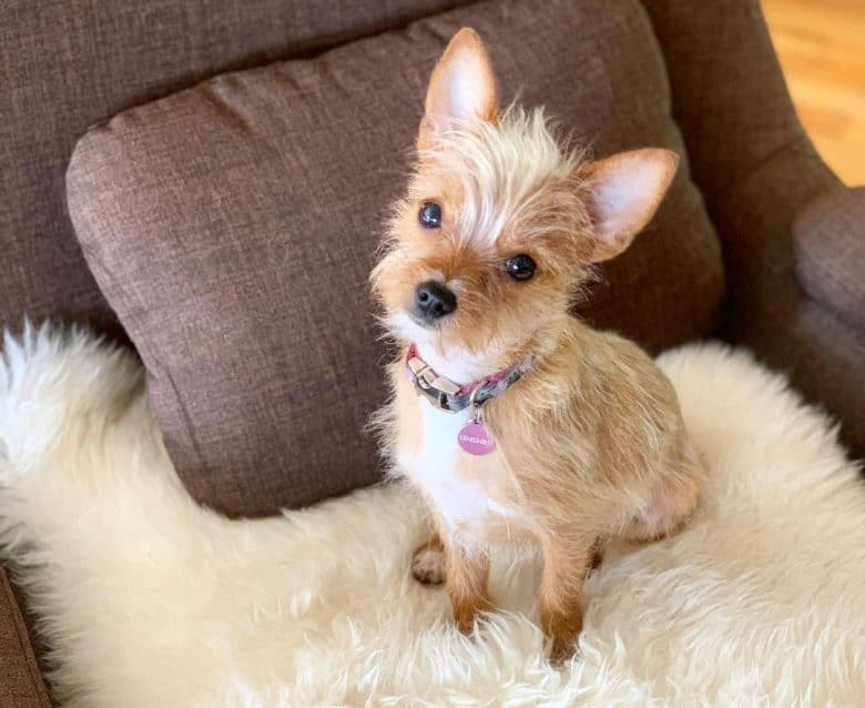 Young Chihuahua and Yorkie mix dog sitting on the sofa chair