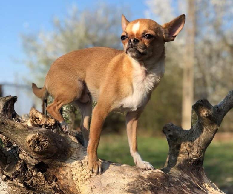 Chihuahua at the top of a log
