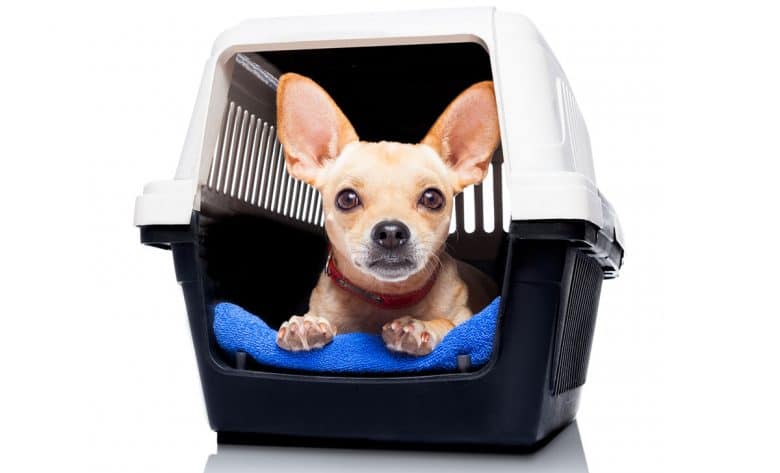 Chihuahua dog inside the crate