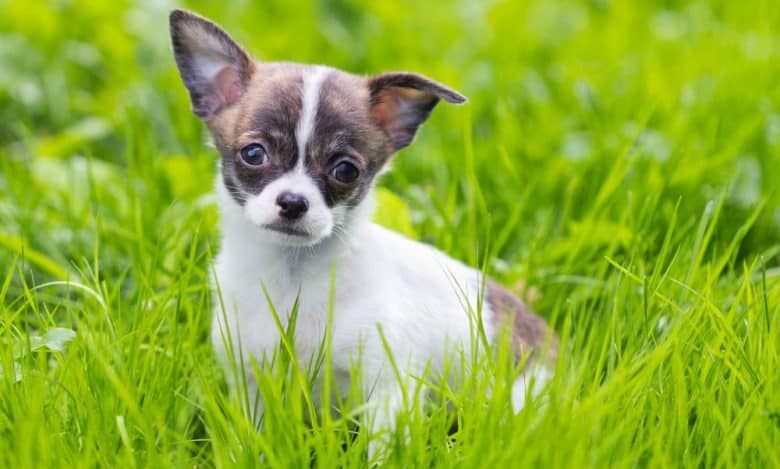 Chihuahua dog sitting on the grass